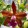 Blc. Waianae leopard x Cattleya guttata
